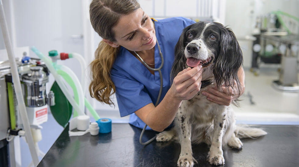 Pet care: taking your dog to the vet